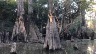 NOLA Swamp Kayaking