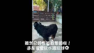 源自瑞士阿爾卑斯山的犬種伯恩山犬