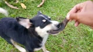 dog like playing | Papskang