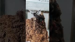 Caribena versicolor