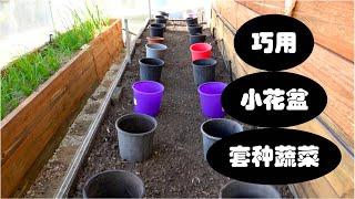 巧用小花盆套种蔬菜(第41期) How to make good use of small plant pots to grow vegetables (Ep41)