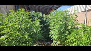 Rando's Insane back yard Ganja Garden is Exploding in growth.