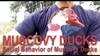 Raising Muscovy Ducks and Their Behaviors