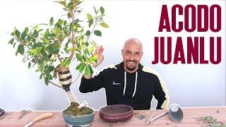 Acodo FAIL!!!! Convierto un bonsai feo en 3 bonsais más feos todavía