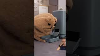 Faminto  #cat #animation #pets #funnycats #funny #animals #comedy #sfxstore #humor #3danimation
