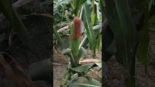 The green vegetables with pure organic in garden #nature #relax #shorts #vlogs #ytshorts #1million