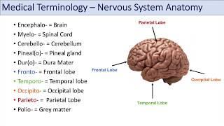 Medical Terminology | Lesson 8 | Nervous System, Cardiorespiratory and Endocrine Anatomy Terms