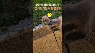 강아지 집에 데려오면 집 나간다던 아빠 근황!?  #shorts#funnyanimal#funnypet#강아지#강아지산책#말티푸#임영웅#MyStarryLove