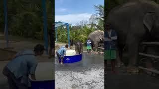 Will baby struggle getting out of the pool? #elephant  #livingthedream #thailand  #travel #animals