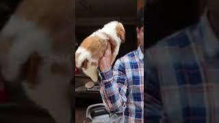 shih tzu free adoption| #shorts #viral #trending #youtubeshorts #dogfree #️