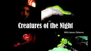 Hammock & Night Hike (# 1) - Beautiful Wildlife &  Mysterious Monsters