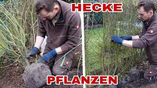 How to plant a hedge - explained step by step