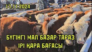 Бүгінгі мал базар Тараз 17.11.2024 Ірі қара бағасы