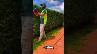 The Most Relaxing & Satisfying Gardening Work You'll Ever Watch  #193