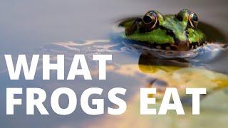 What Do Frogs Eat? [You Will Never Guess!] 