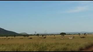 Wildebeest herds on the Togoro Plains - Ranger Safaris - Part 2.