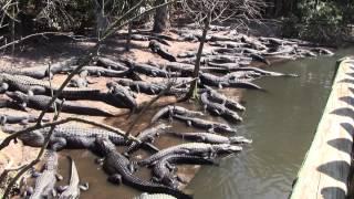 Alligator Farm in St. Augustine Florida