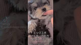 [4ヶ月子犬]ミックス犬マルキー1.4キロ　#子犬　#仔犬　#ミックス犬　#マルチーズ　#ヨークシャテリア　#mixdog　#マルキー　#マルーキー　#マルキーのモカ　#かわいい子犬 　#多頭飼い