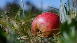 Vom Baum in die Flasche I Ein Film über die Herstellung von Apfelsaft I Langversion