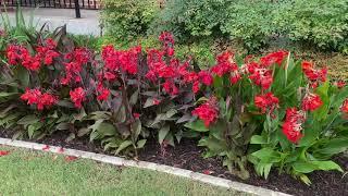 Best Plants Series - Canna Lily