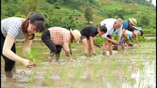 Harvest a bountiful harvest of luffa garden and help parents plant rice