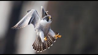 Peregrine Falcon - Best Footage Filmed Over 7 Years in 4k