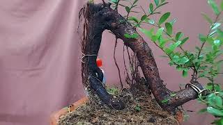 bonsai hải châu ( 17/10/2023) clip 333 #bonsai #bonsaivietnam ️️️️️ 0987180737