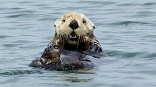 Wild Sea Otter Grooming Its Face!