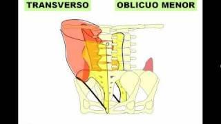 PAREDES DE ABDOMEN 1