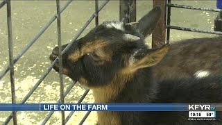 NDSU Extension holds ‘Life on the Farm’ event to educate students about agriculture