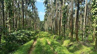 5 acre areca and coffee plantation for sale