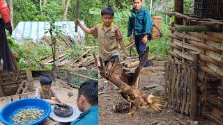 Pick figs, hawks catch chickens, make dishes from figs and hawks-khánh/farm building