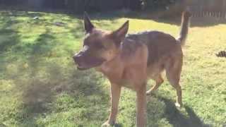 German Shepherd in Epic Slow Motion - Dunder