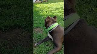 обзор регульмото хадв