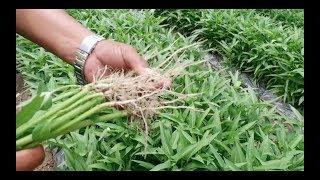 How to grow Upland Kangkong - the clean, delicious, healthy and profitable crop.