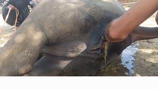 Young buffalo  giving baby |Full interested video |Village info