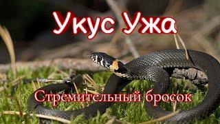 Укус Ужа /Укусил Уж/Бросок Змеи