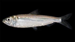 Facts: The American Shad