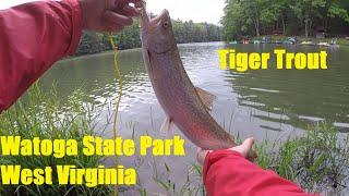 Tiger Trout at Watoga State Park West Virginia