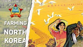 DPRK Agriculture EXPLAINED | Farming in North Korea