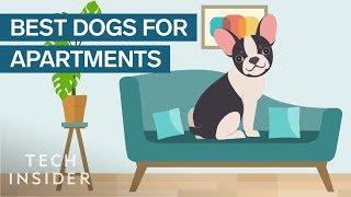 Best Dog Breeds For Apartment Living