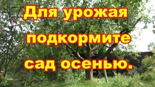 Чем и как удобрить деревья и кустарники осенью для лучшего плодоношения в следующем сезоне