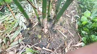 Sự khác biệt giữa trồng tre lấy măng ngọt tập trung và sinh trưởng tự nhiên