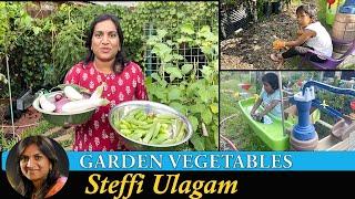 Garden Vegetables Steffi Ulagam | Harvesting Vegetgables from Home Garden in Tamil