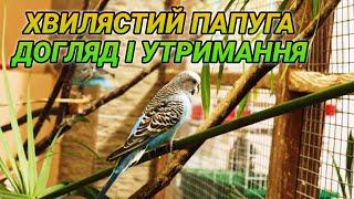 Хвилясті папуги - догляд і утримання в домашніх умовах