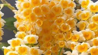 LAN RỪNG KON TUM 22/5/2025 LH 0973821799