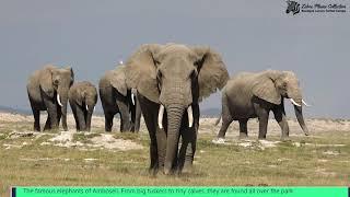 Zebra Plains Amboseli Camp Promotional Clip