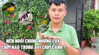 Nên nuôi chung những loại chim nào trong avi chim cảnh?