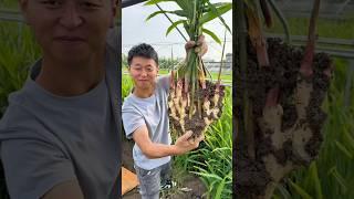 How to grow fresh ginger is super simple. Just loosen the soil ，pulled out。鮮嫩生薑種植法，超簡單，只需土壤鬆散，生薑一拔即收