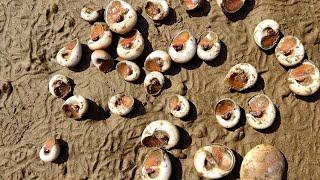 Caught A Lot of Various Conchs on the Beach, So Happy